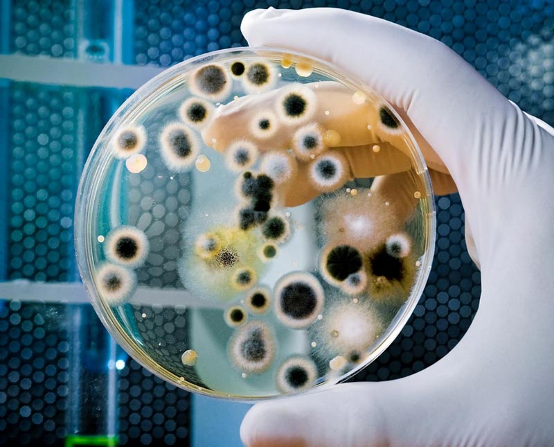 microbial cultures