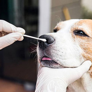 Animal Sample Collection: A Comprehensive Guide